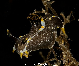 Polycera hedgpethi, Blairgowrie Pier Port Phillip Bay Vic... by Steve Wright 